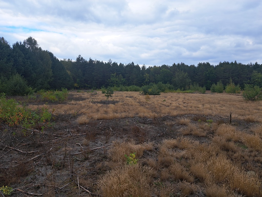 Działki rolne 3000 m²  w Olszewce w gm. Lelis