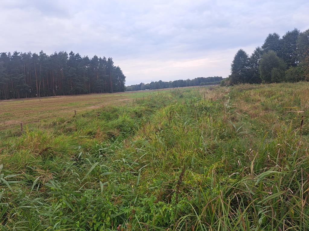 Działki rolne 3000 m²  w Olszewce w gm. Lelis