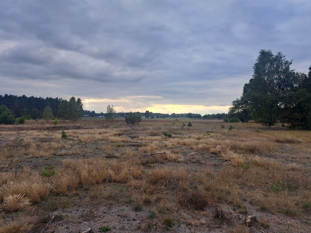 Działki rolne 3000 m²  w Olszewce w gm. Lelis