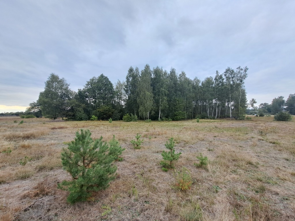 Działki rolne 3000 m²  w Olszewce w gm. Lelis