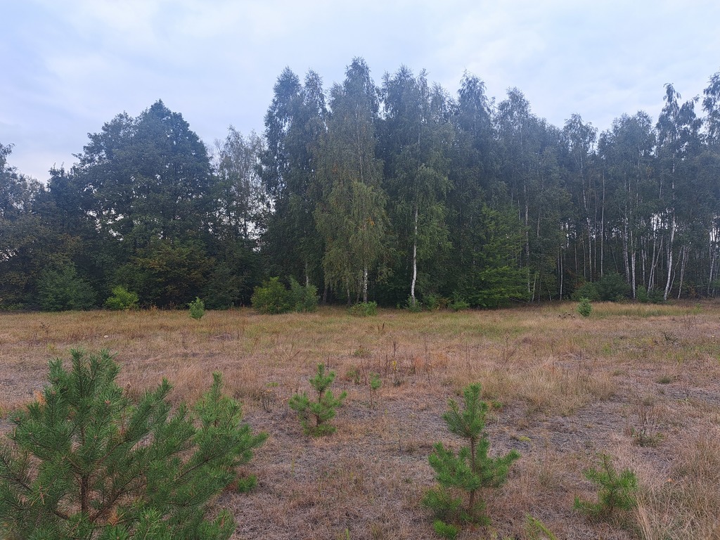 Działki rolne 3000 m²  w Olszewce w gm. Lelis