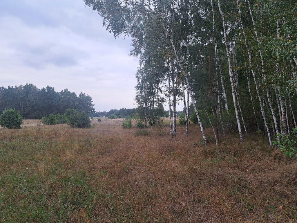Działki rolne 3000 m²  w Olszewce w gm. Lelis