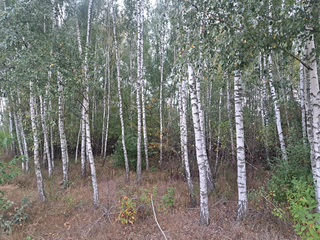 Działki rolne 3000 m²  w Olszewce w gm. Lelis