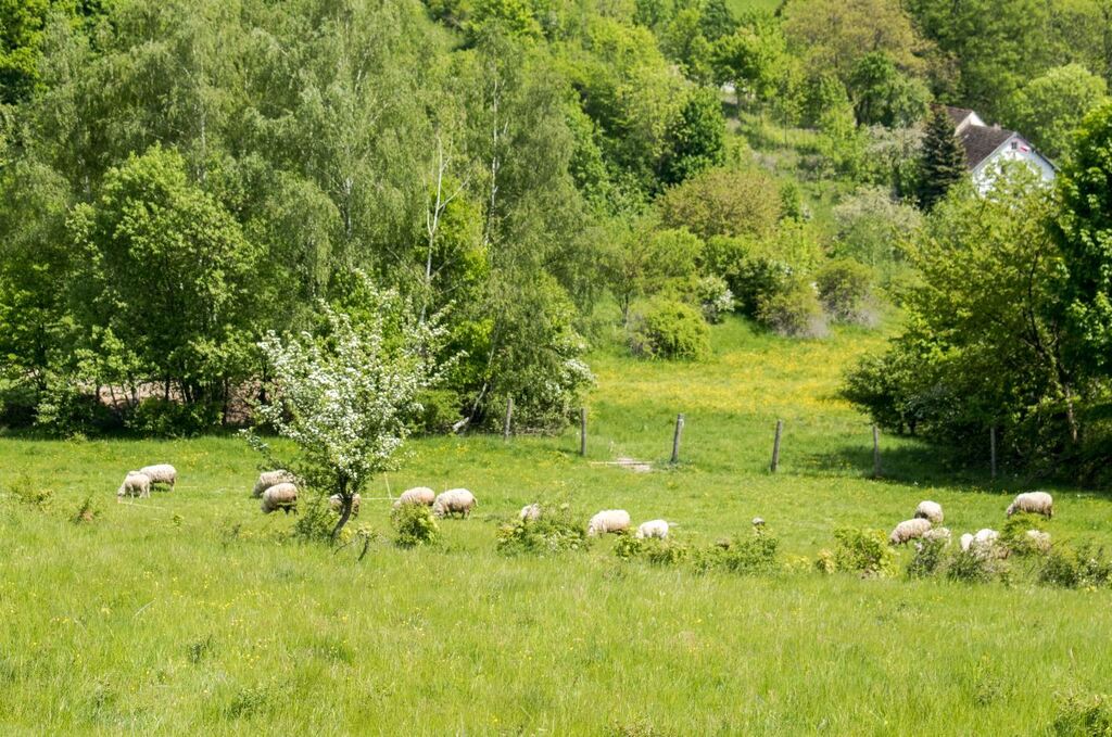 Działka - 15 arów, Wilcza -Kłodzko