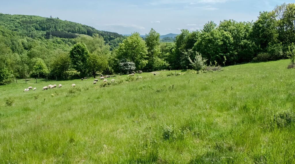 Działka - 15 arów, Wilcza -Kłodzko