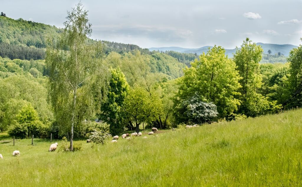 Działka - 15 arów, Wilcza -Kłodzko