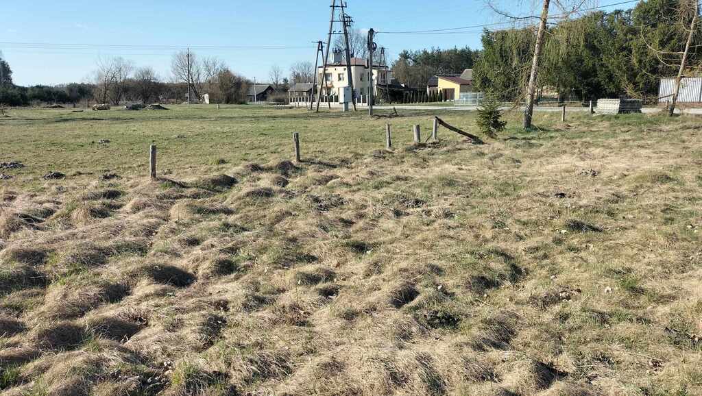 Sarna sąsiadem, Biała Nida za winklem