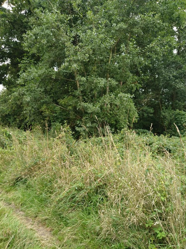 Działka 4211m2,Czarnowo, blisko jezioro,las.