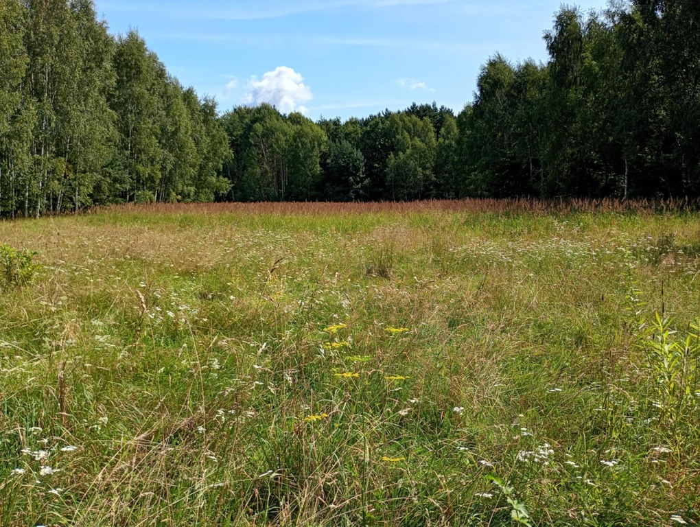 Działka na odludziu? Tak, i to konkretna!