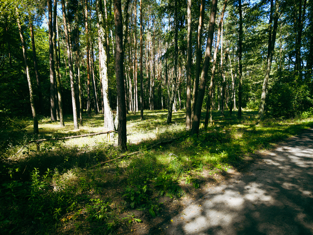 Leśne zacisze czeka na Ciebie!