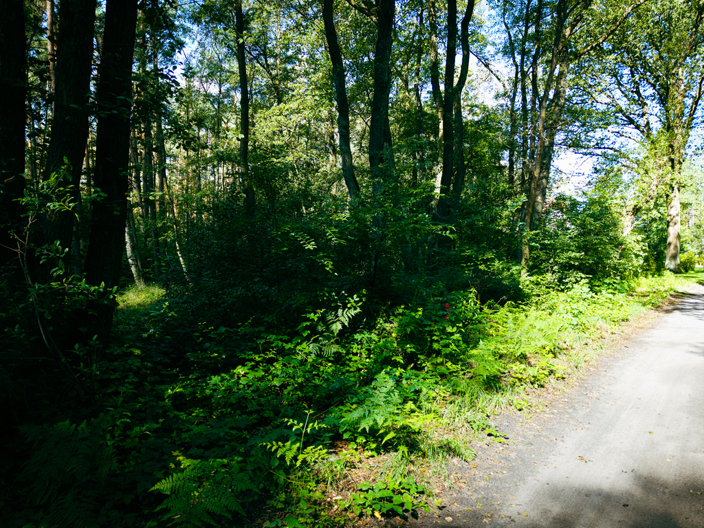 Leśne zacisze czeka na Ciebie!