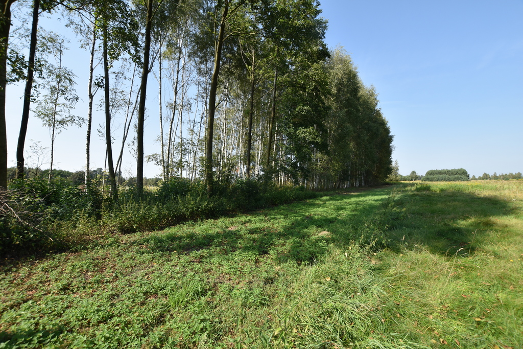 Dwie działki z WZ - Kąty Trzebuskie