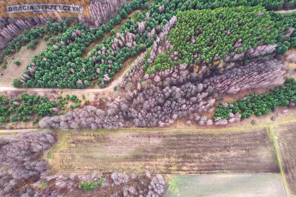 Działka 2.71 ha Puszcza Biała Zambski Kościelne