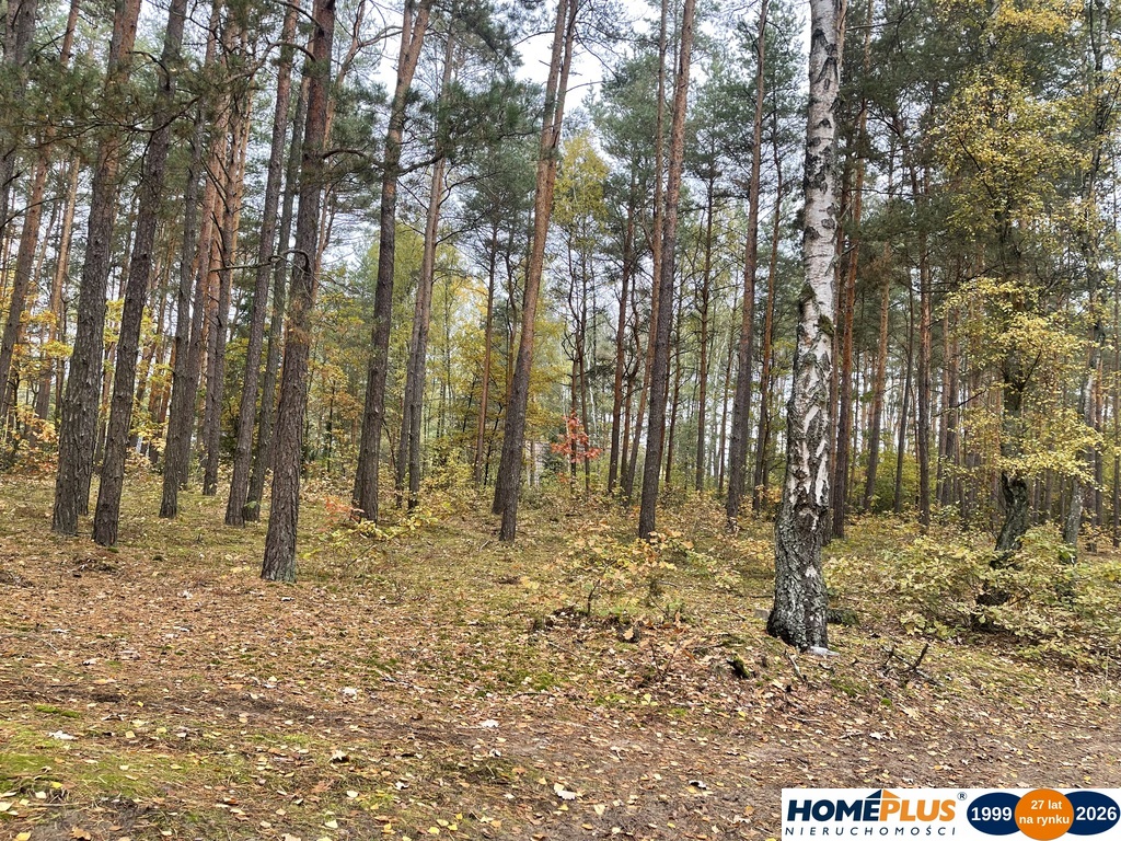 Zbuduj dom w lesie – działka 1850 m².