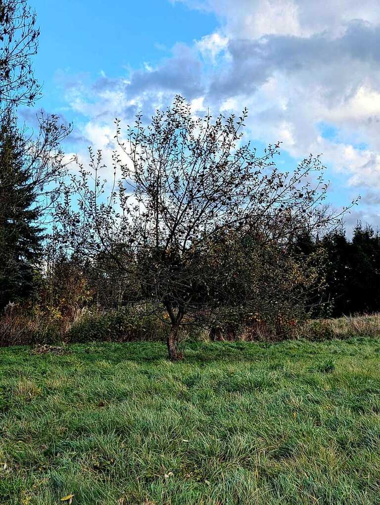 Zaciszna działka w Starym Wielisławiu