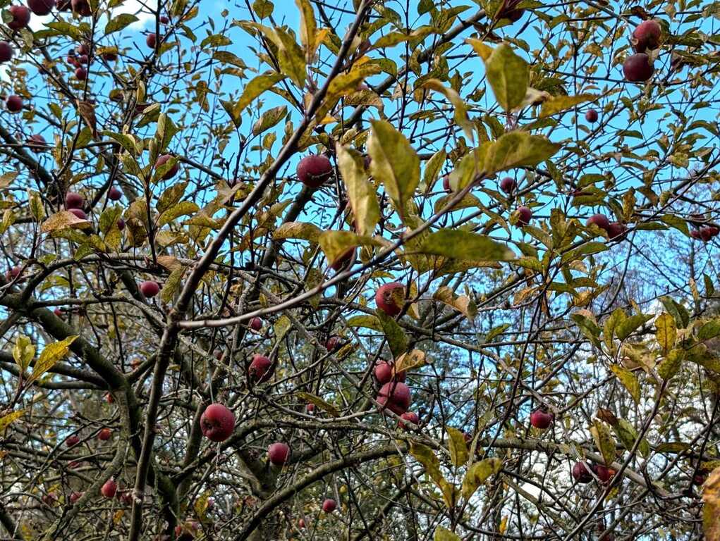 Zaciszna działka w Starym Wielisławiu