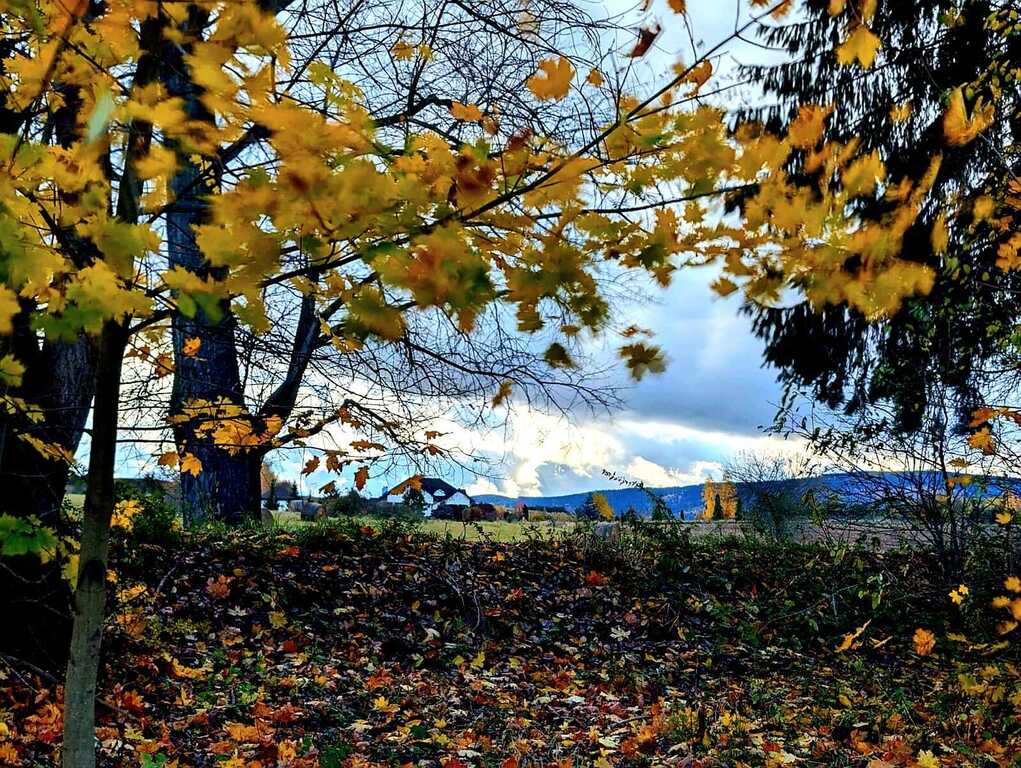 Działka  w super lokalizacji - Stary Wielisław