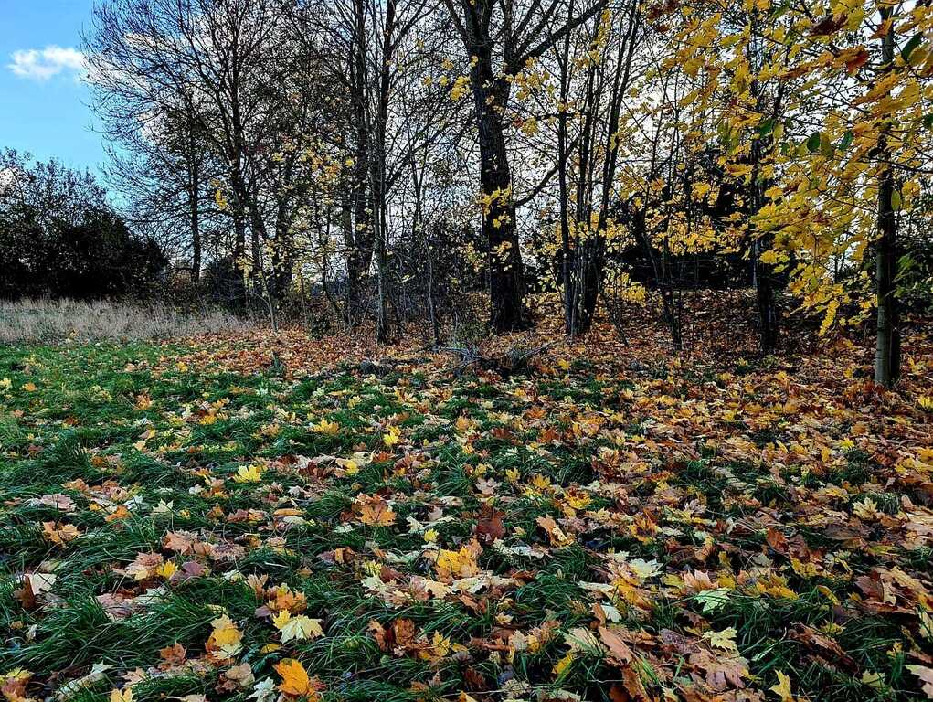 Działka  w super lokalizacji - Stary Wielisław