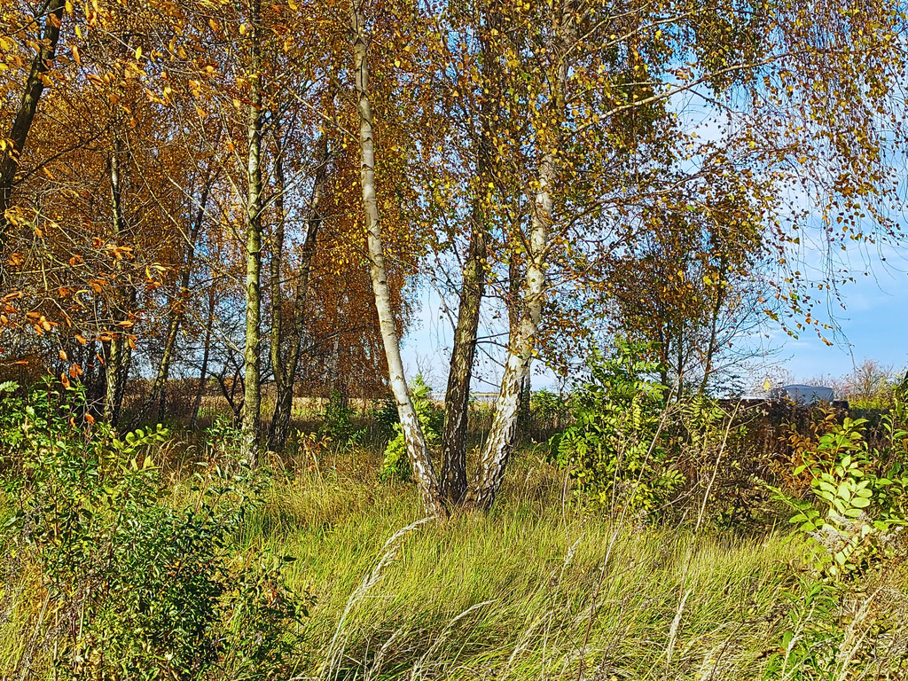 Sady pod Poznaniem | Działka z brzozami | 1544 m2