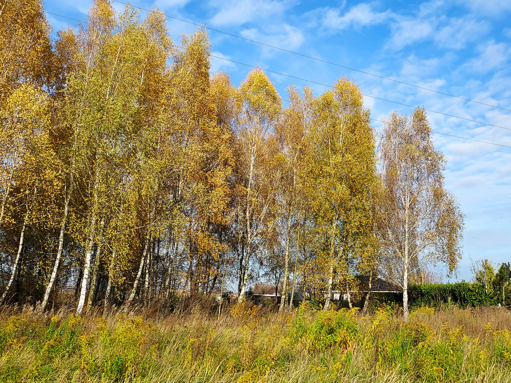 Sady pod Poznaniem | Działka z brzozami | 1544 m2