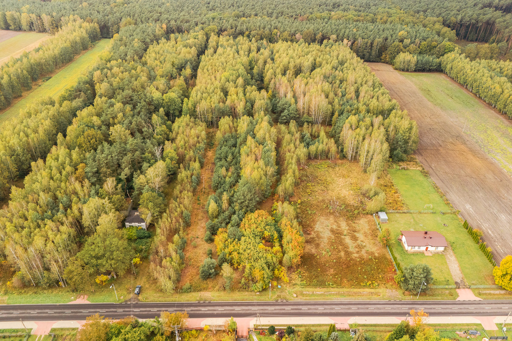 Własny las, cisza i zapach żywicy -siedlisko.