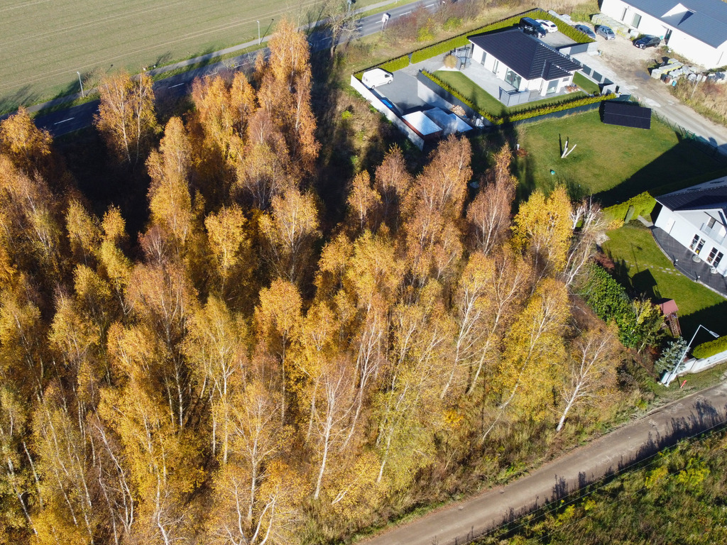 Sady pod Poznaniem | Działka z brzozami | 1544 m2