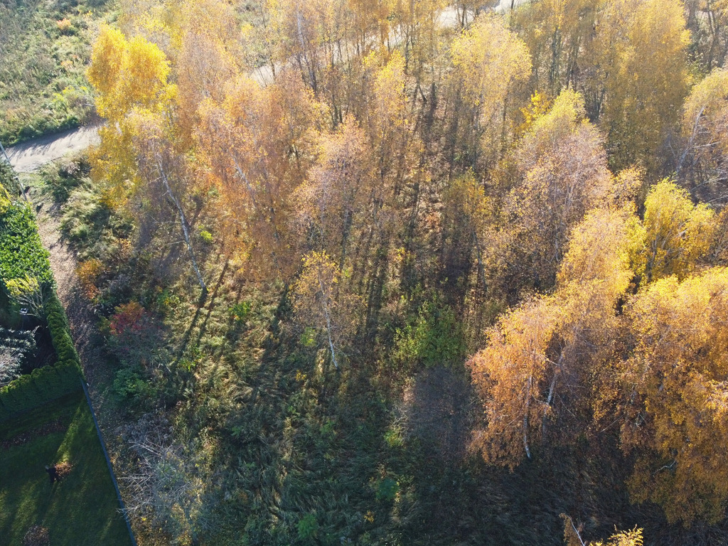 Sady pod Poznaniem | Działka z brzozami | 1544 m2