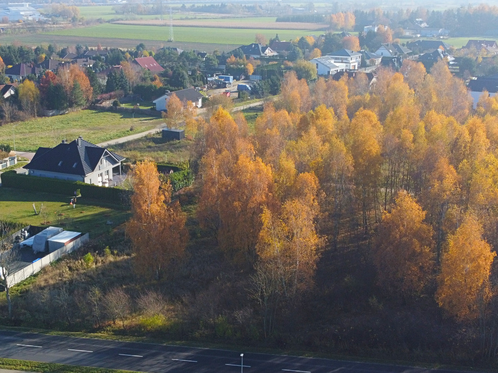 Sady pod Poznaniem | Działka z brzozami | 1544 m2