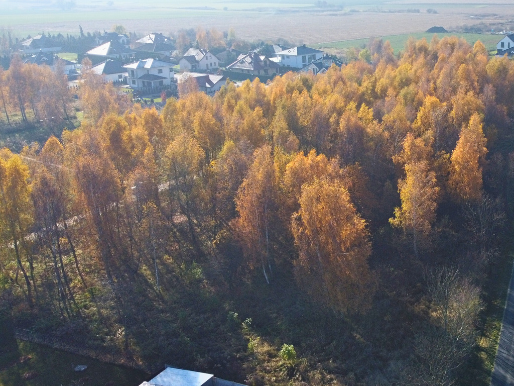 Sady pod Poznaniem | Działka z brzozami | 1544 m2