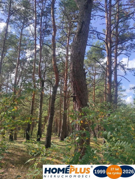 Działka dla miłośników natury i spokoju, Radzymin