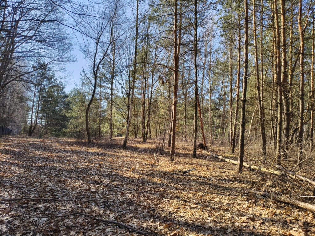 Twoje miejsce w leśnym mikroklimacie