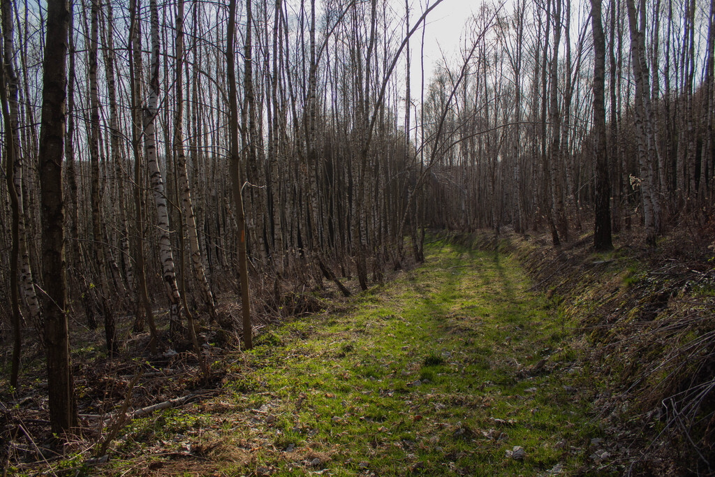 Działka leśna 1,54 ha w gm. Kańczuga (UPUL)