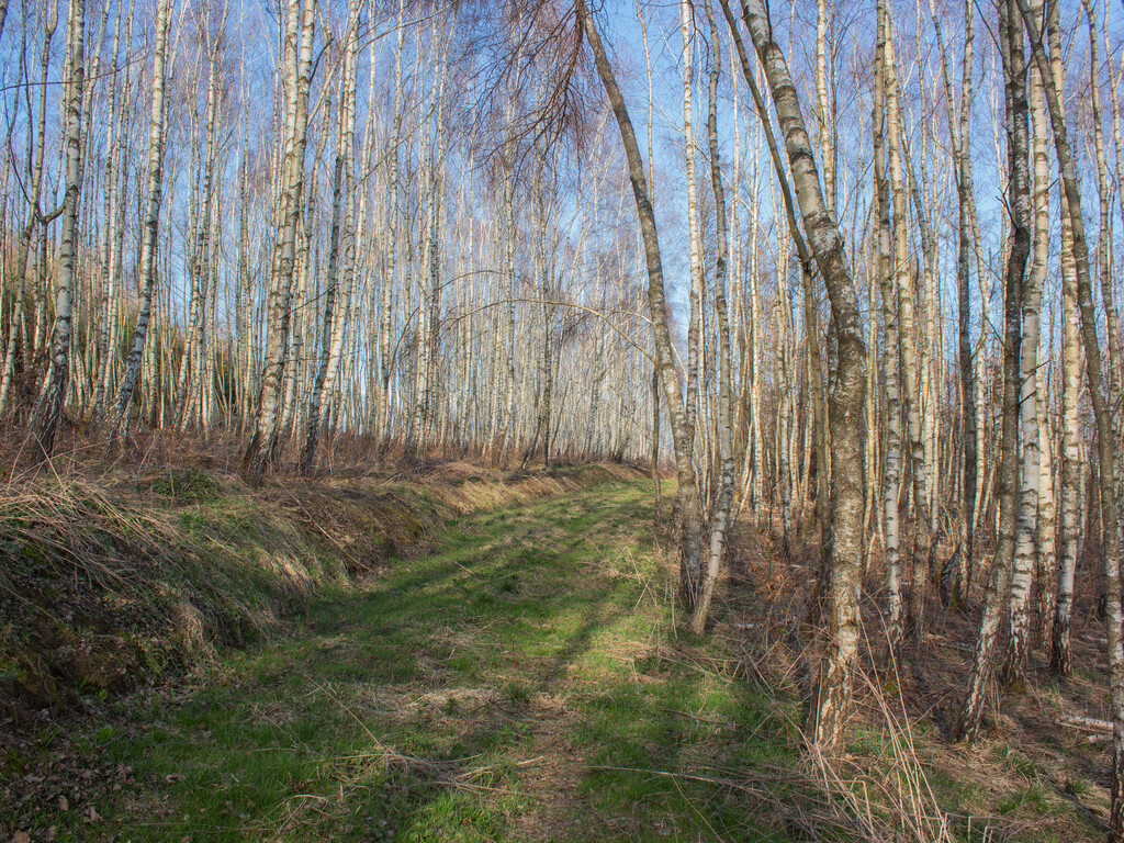 Działka leśna 1,54 ha w gm. Kańczuga (UPUL)