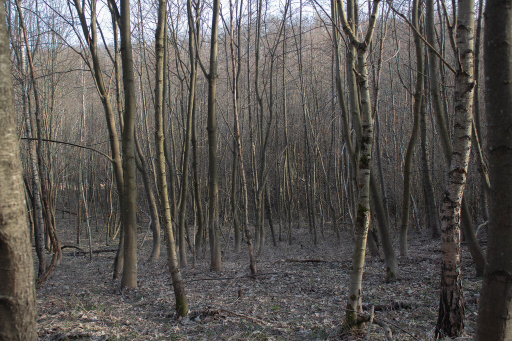 Działka leśna 1,54 ha w gm. Kańczuga (UPUL)