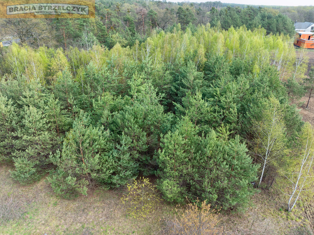 SPRZEDAŻ] Grunt 7874 m² – Rajszew | Skrzyżowanie