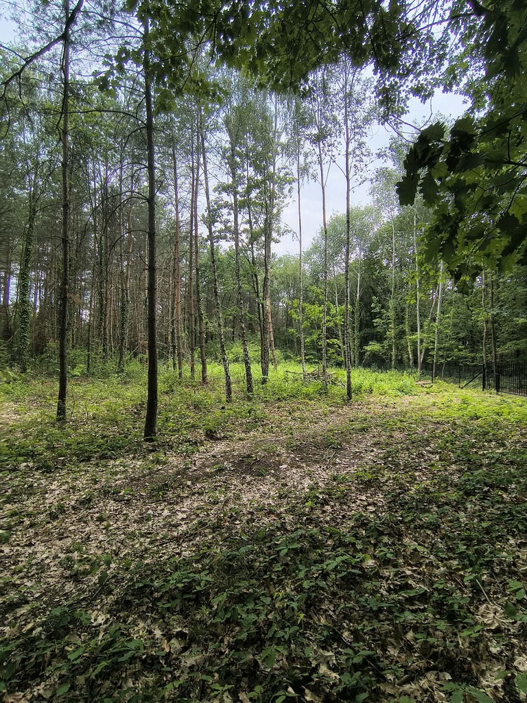Na tej działce powstanie Twój leśny dom