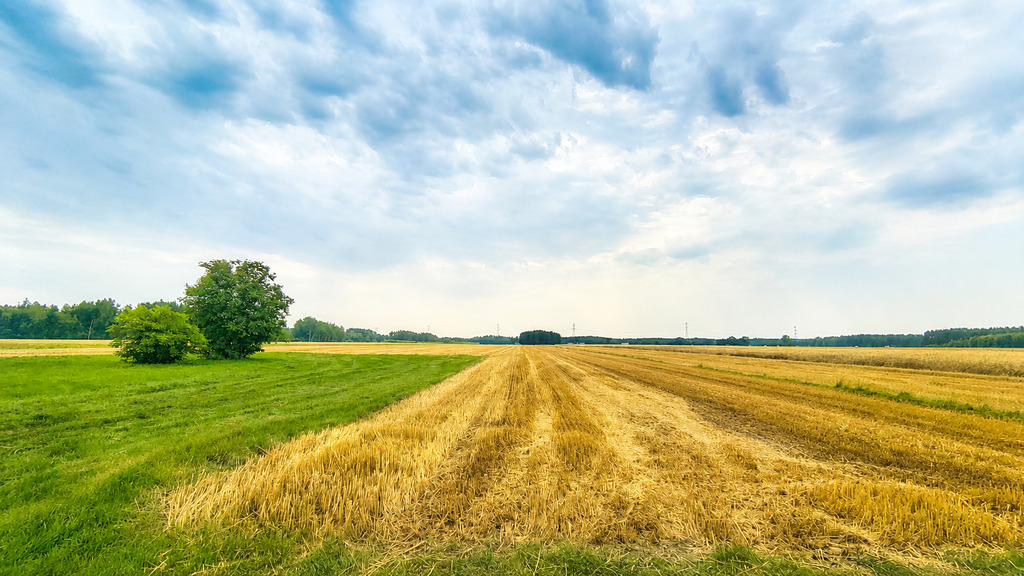 Ziemia rolna w miejscowości Dąbrowa Miętka 3,33ha