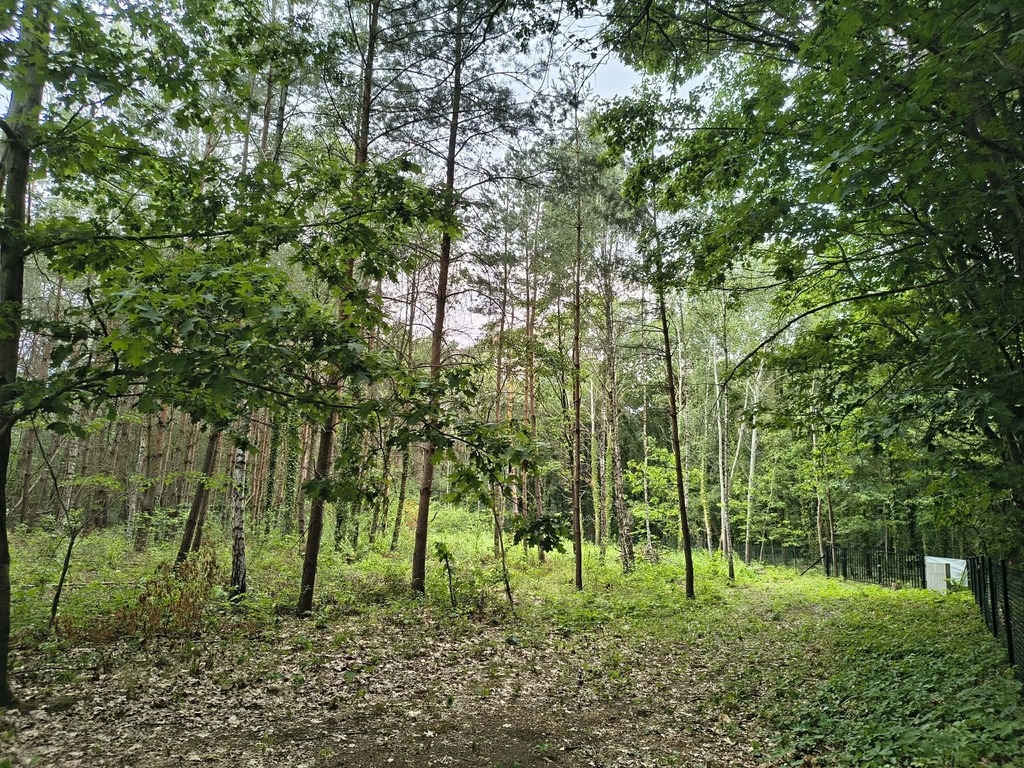 OKAZJA 160zł/m2 Sokolniki- Las