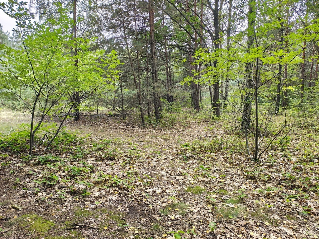 Działka 2442m2 w Sokolnikach-Lesie 150zł/m2
