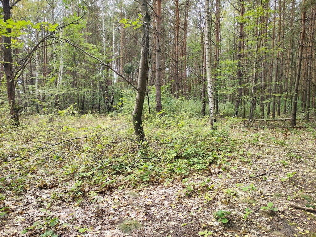 Działka 2442m2 w Sokolnikach-Lesie 150zł/m2