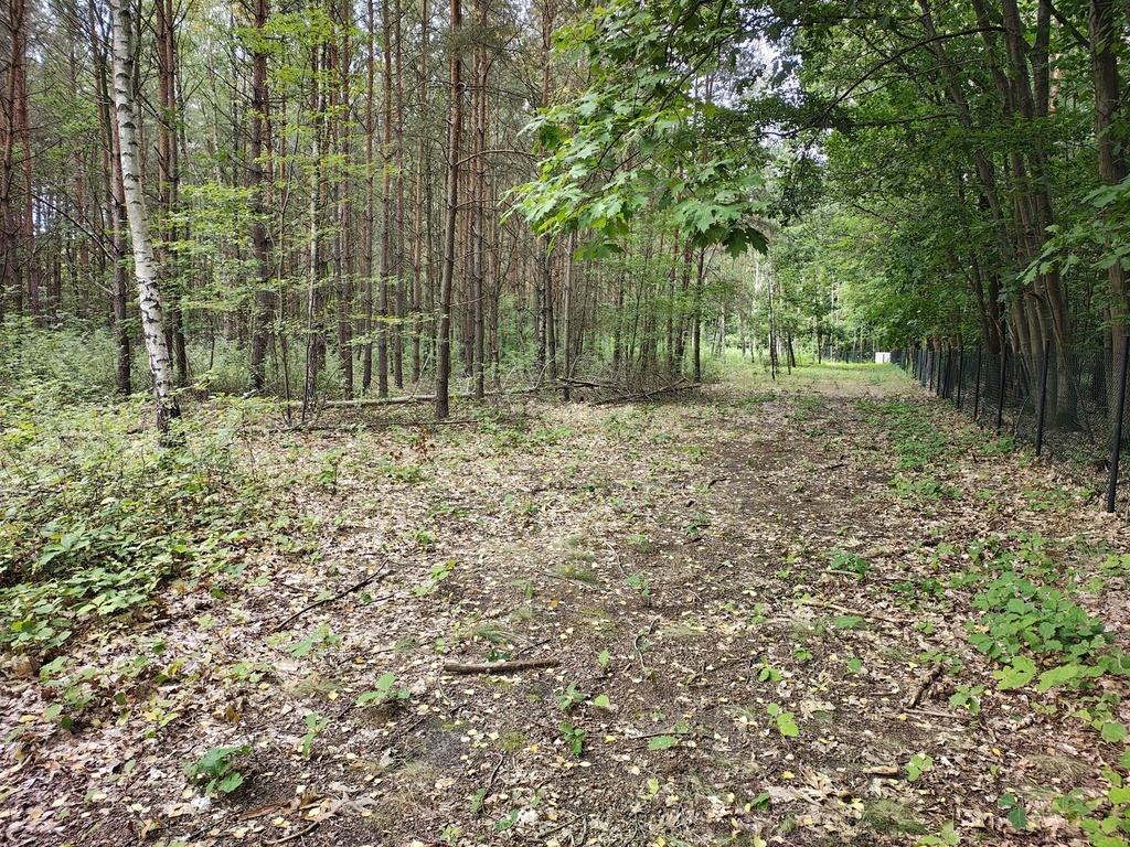 Działka 2442m2 w Sokolnikach-Lesie 150zł/m2