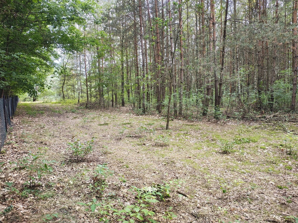 Działka 2442m2 w Sokolnikach-Lesie 150zł/m2