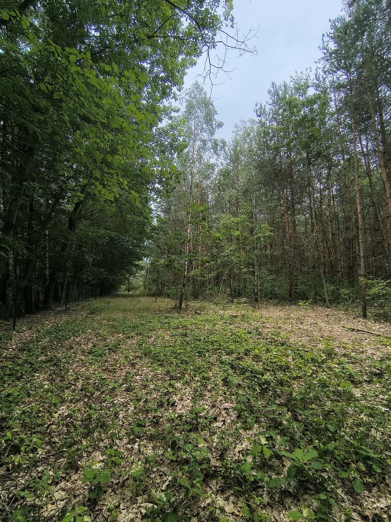 OKAZJA 160zł/m2 Sokolniki- Las
