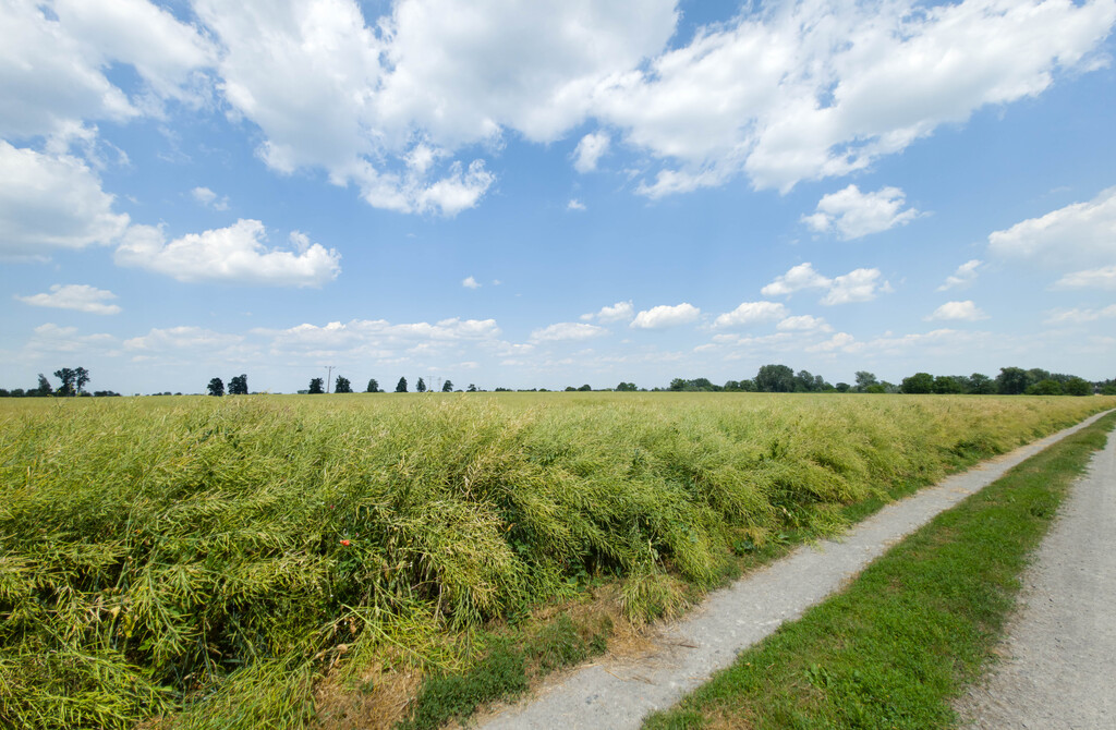 Działka 1140 m² Przeworsk ul. Korczaka – MPZP