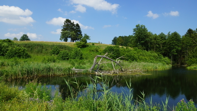Działka 2.3103ha,m.Bobolice,las,dr.asfaltowa.