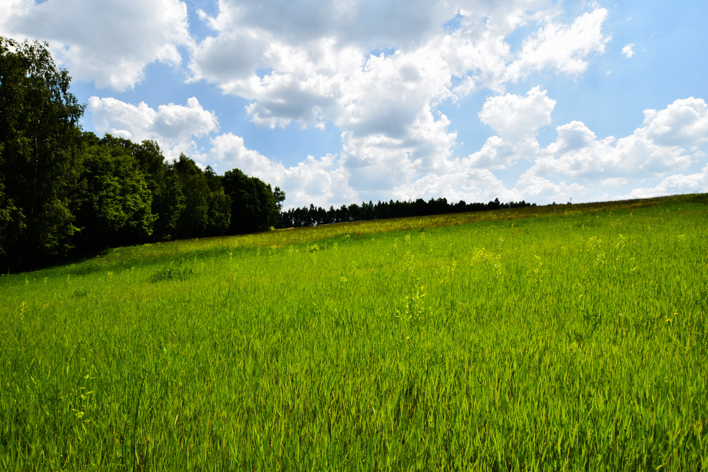 Działka z warunkami zabudowy Borek Stary