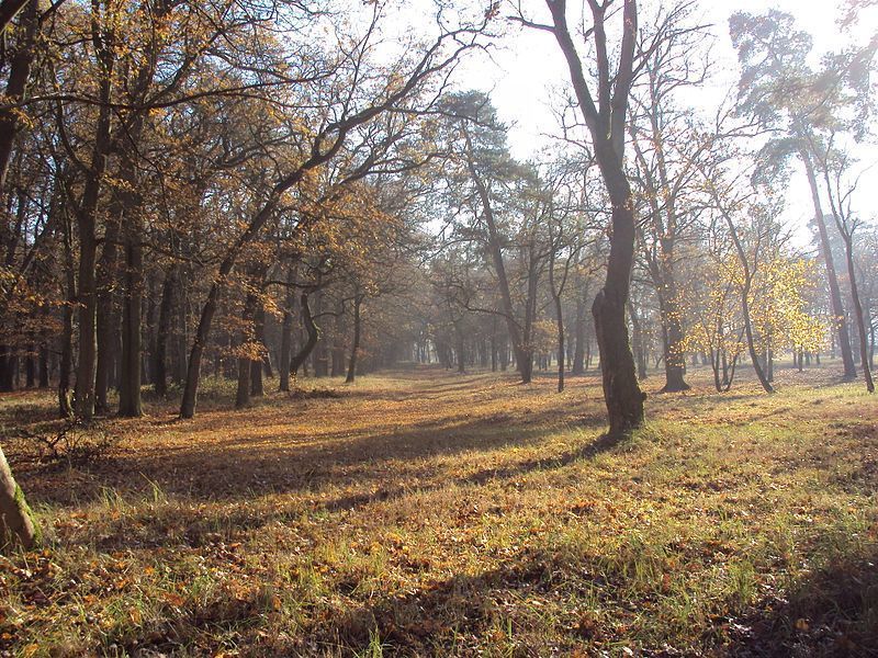 Rzędziny,2001m2,zabud. jednorodzinna,las-park.