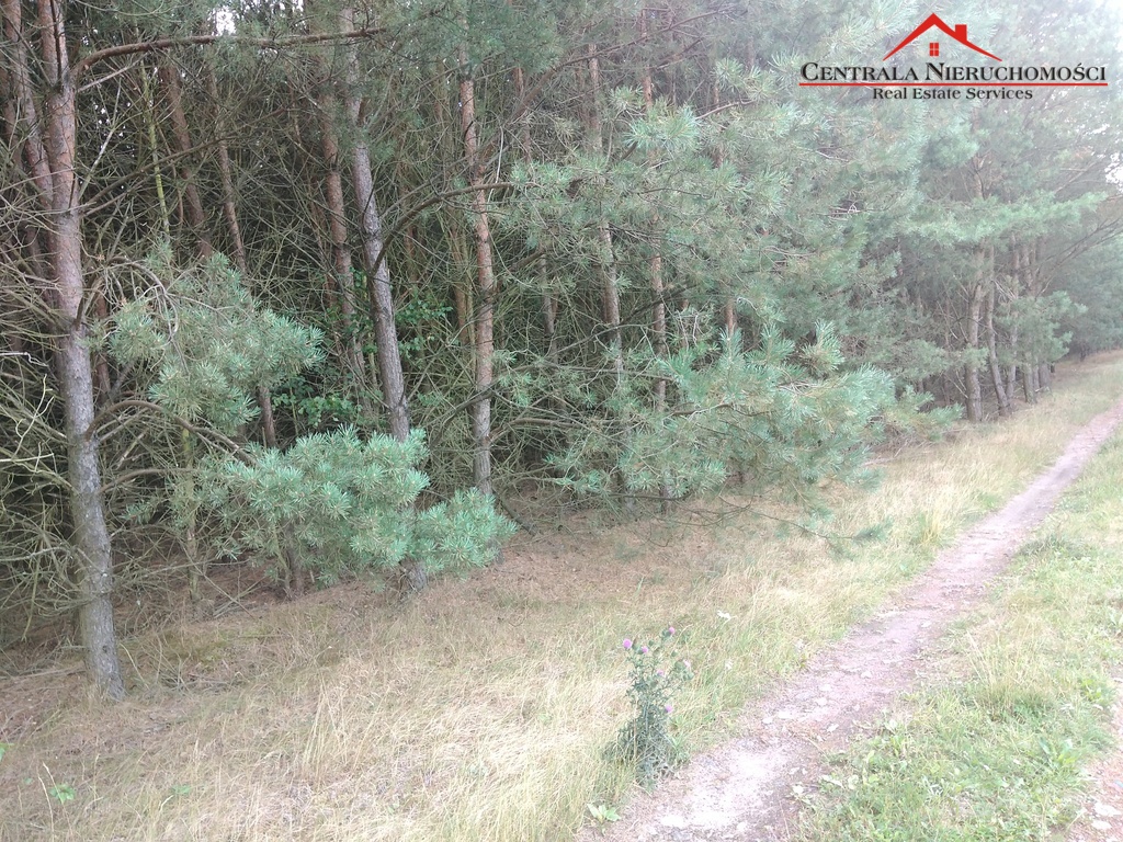 3 Działki w lesie Cegielnik
