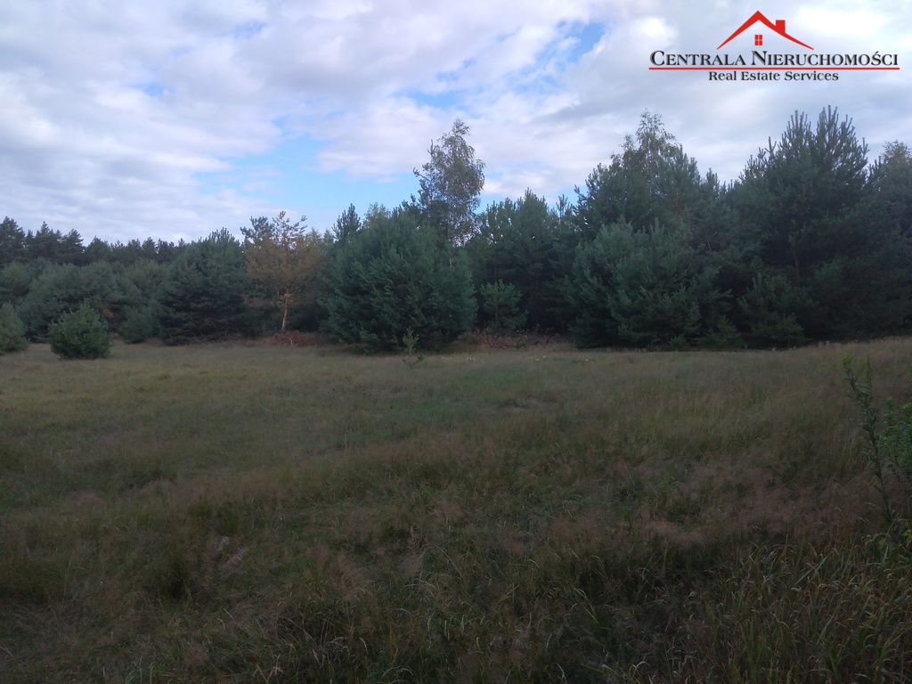3 Działki w lesie Cegielnik